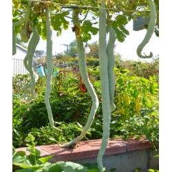 nasiona Tykwa pospolita Snake swikx220